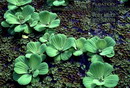Salvinia Minima